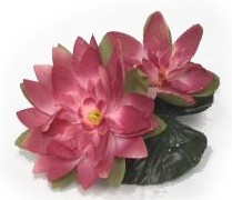 Lily Pads